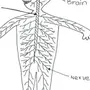Нервная Система Рисунок