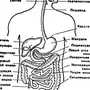 Рисунок пищеварительной системы человека