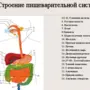 Рисунок пищеварительной системы человека