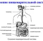 Рисунок пищеварительной системы человека