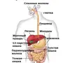 Рисунок пищеварительной системы человека