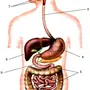 Рисунок пищеварительной системы человека