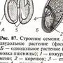 Рисунок семени