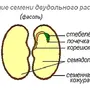 Рисунок Семени