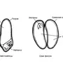 Рисунок Семени
