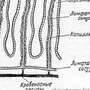 Кишечная ворсинка рисунок с обозначениями