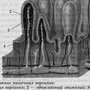 Кишечная Ворсинка Рисунок С Обозначениями