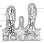 Кишечная ворсинка рисунок с обозначениями