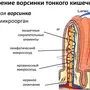 Кишечная Ворсинка Рисунок С Обозначениями