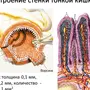 Кишечная ворсинка рисунок с обозначениями