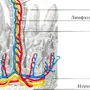 Кишечная ворсинка рисунок с обозначениями