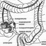 Кишечная ворсинка рисунок с обозначениями