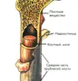 Строение трубчатой кости рисунок