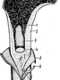 Строение Трубчатой Кости Рисунок
