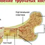 Строение Трубчатой Кости Рисунок