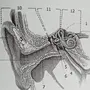 Строение Уха И Вестибулярного Аппарата Рисунок