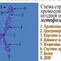 Хромосома Рисунок