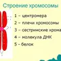 Хромосома Рисунок