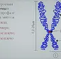 Хромосома Рисунок