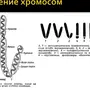 Хромосома рисунок