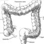 Толстая кишка где находится рисунок