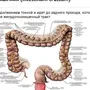 Толстая кишка где находится рисунок