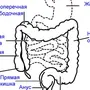 Толстая кишка где находится рисунок