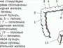 Толстая кишка где находится рисунок