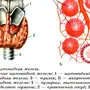 Щитовидная Железа Рисунок