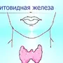 Щитовидная Железа Рисунок