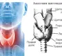 Щитовидная железа рисунок