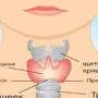 Щитовидная железа рисунок