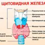 Щитовидная железа рисунок