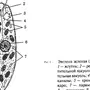 Эвглена зеленая рисунок