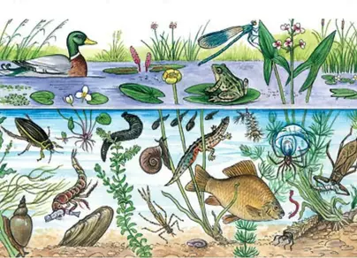 Экосистема рисунок