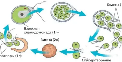 Категория - Водоросли
